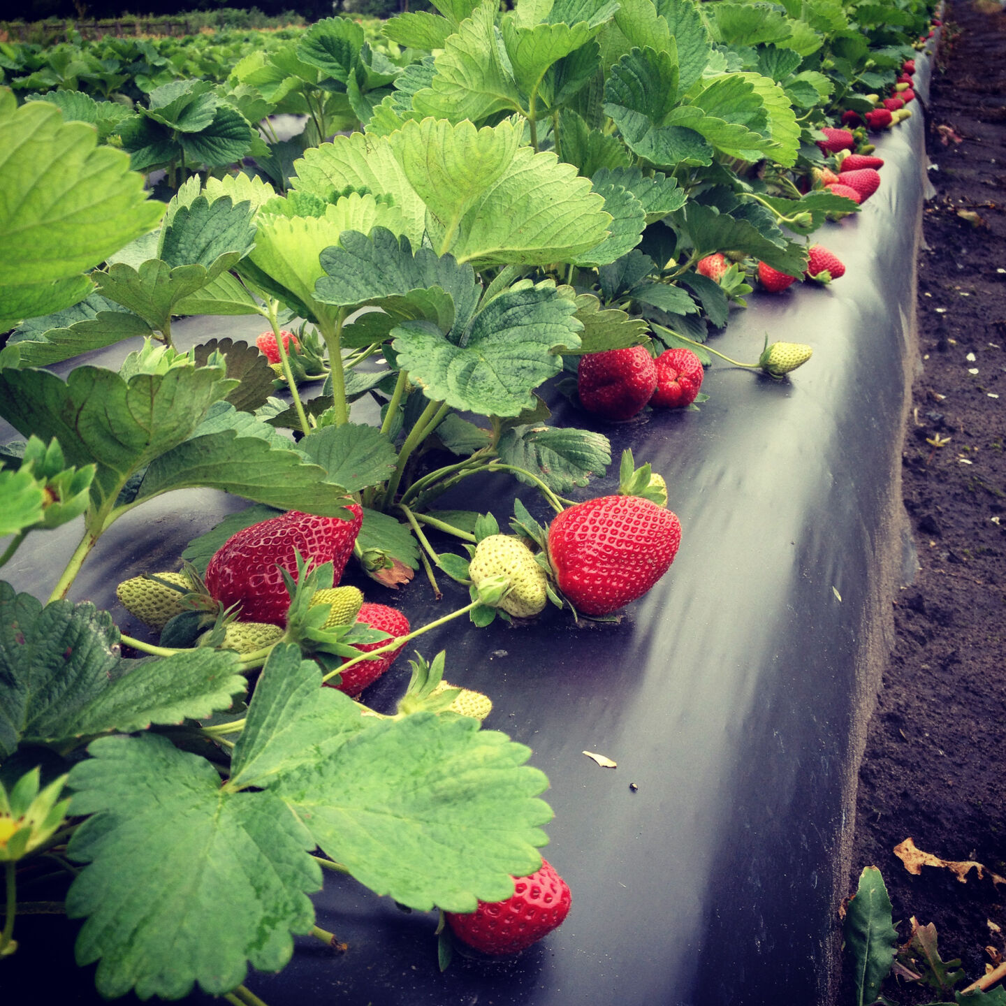Gardening